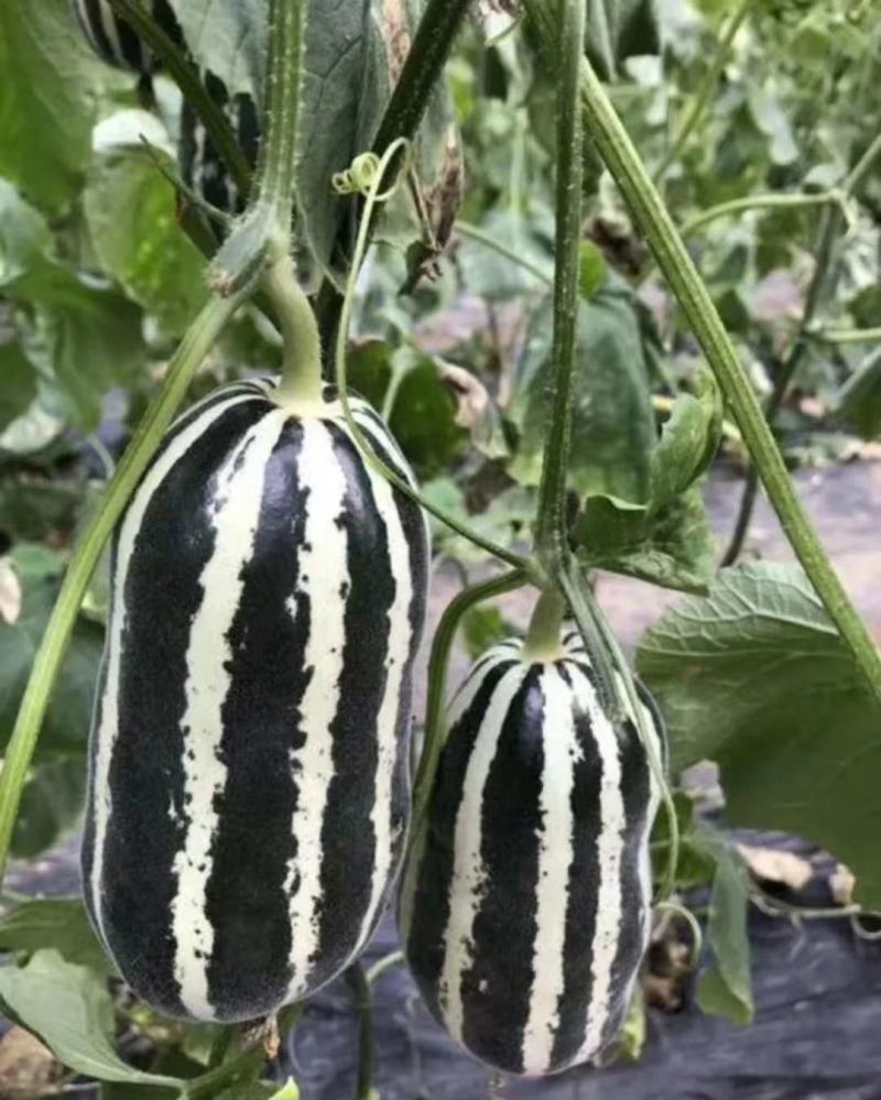 【实力热卖】博洋9甜瓜大量有货，保熟保甜，基地直发