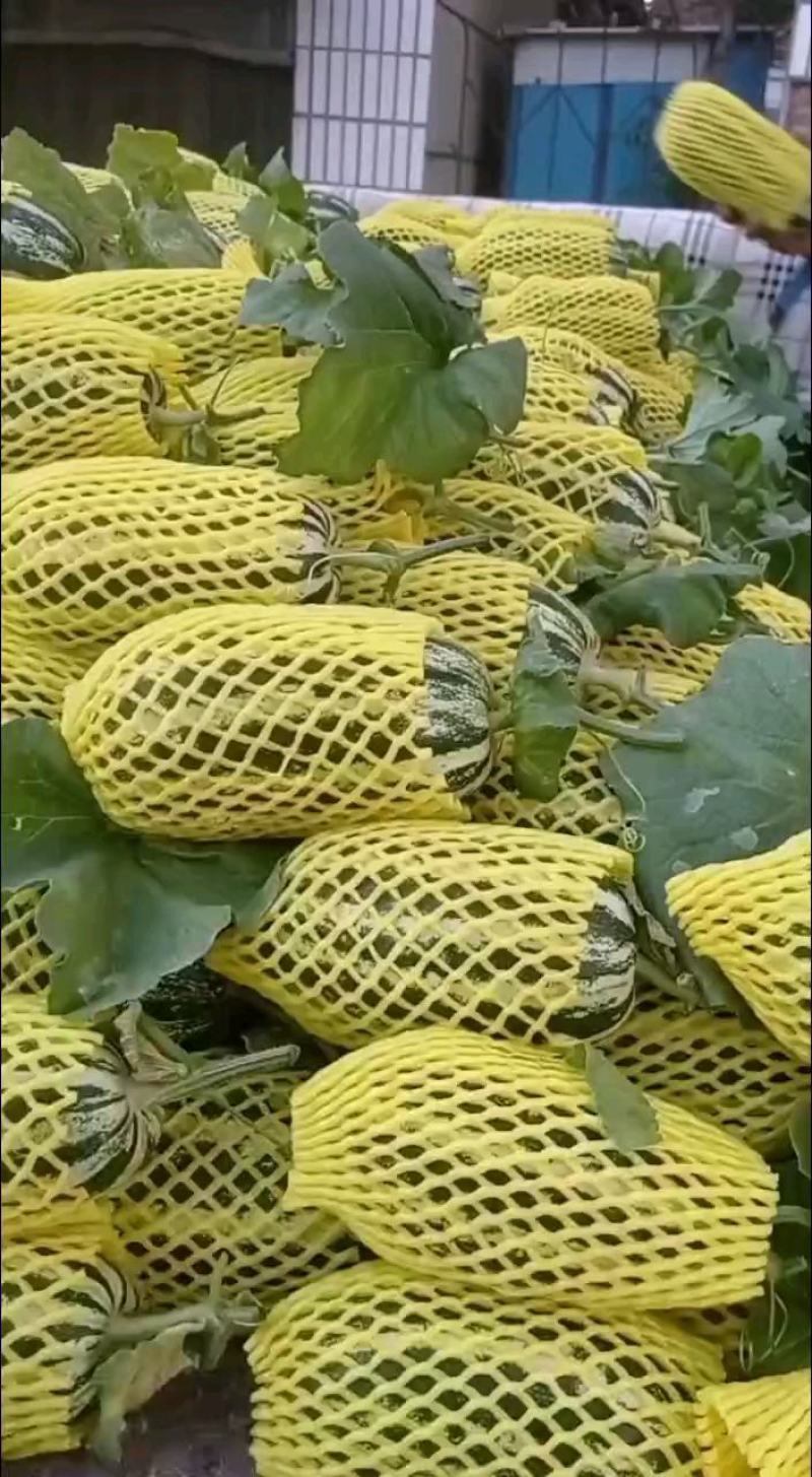 【实力热卖】博洋9甜瓜大量有货，保熟保甜，基地直发