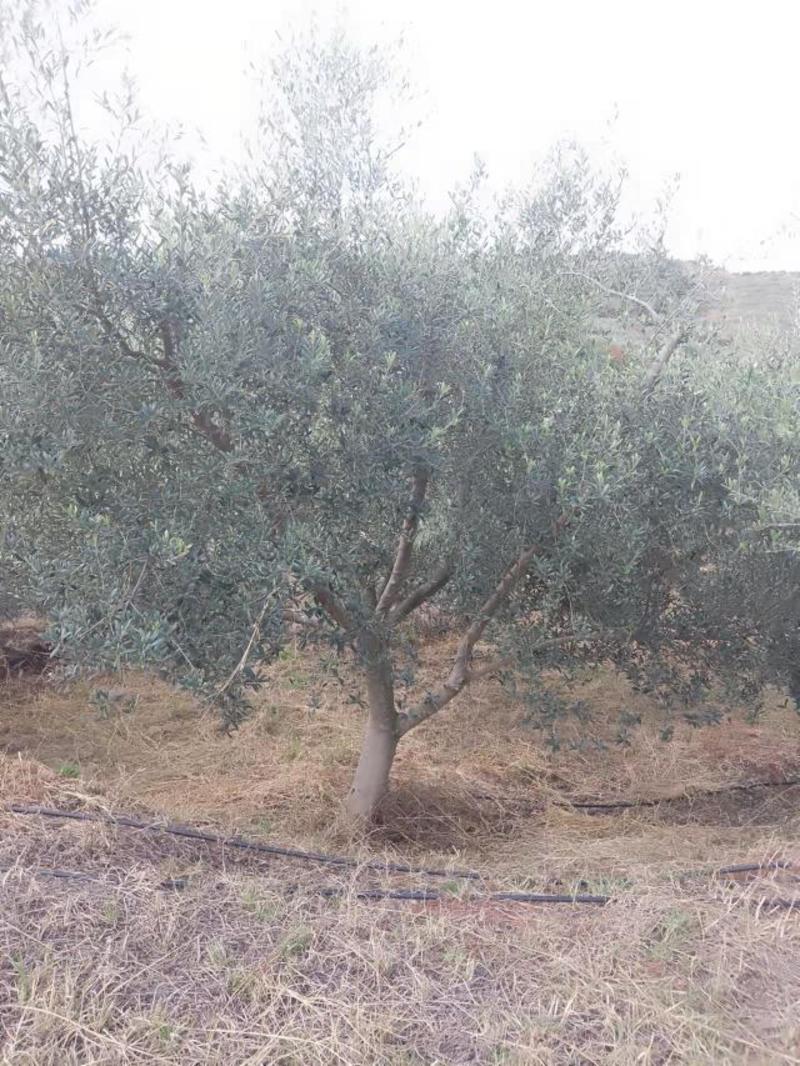 精品油橄榄树基地直供，各种规格要求都有