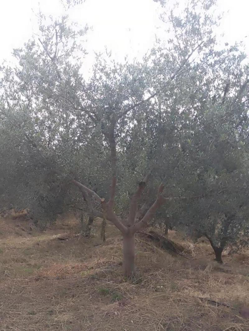 精品油橄榄树基地直供，各种规格要求都有