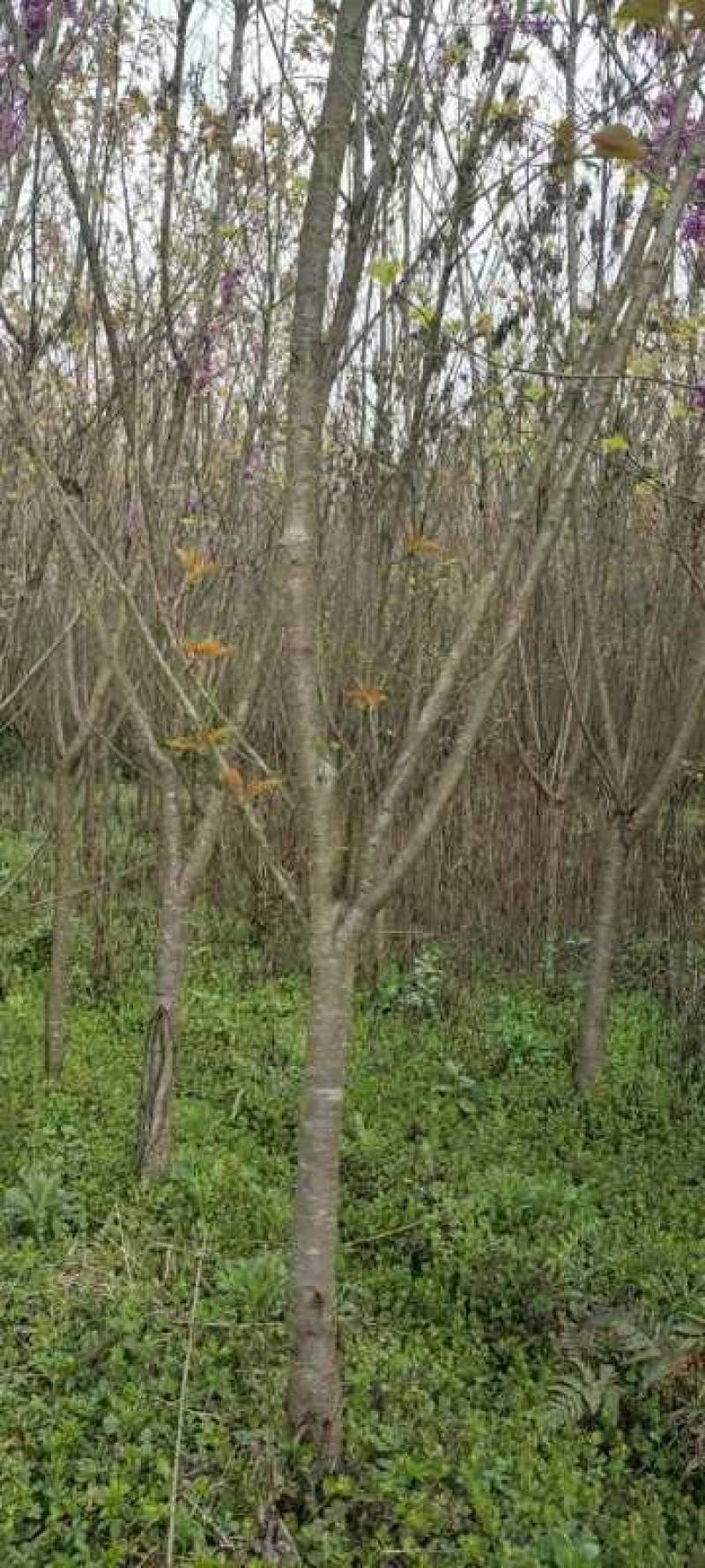 5公分樱花，苗圃直供，树型好，常年大量供应