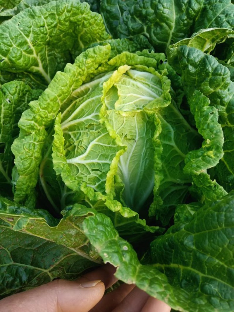 大凉山盐源大白菜