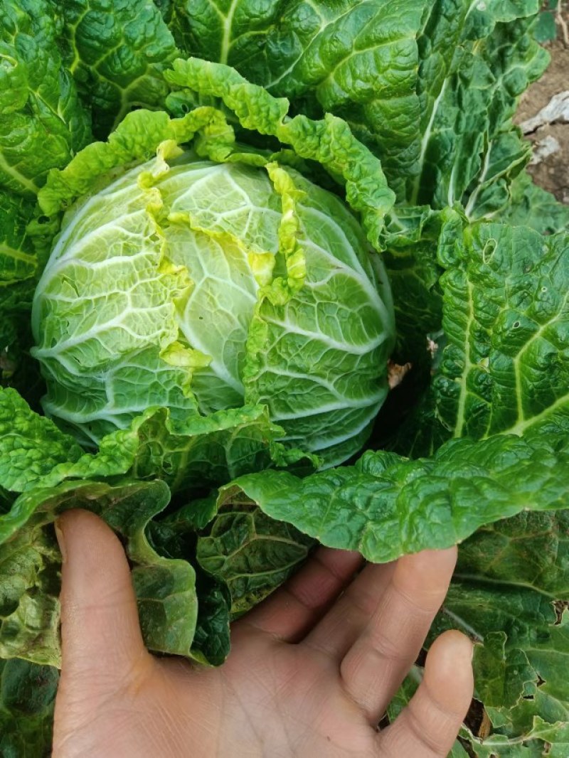 大凉山盐源大白菜