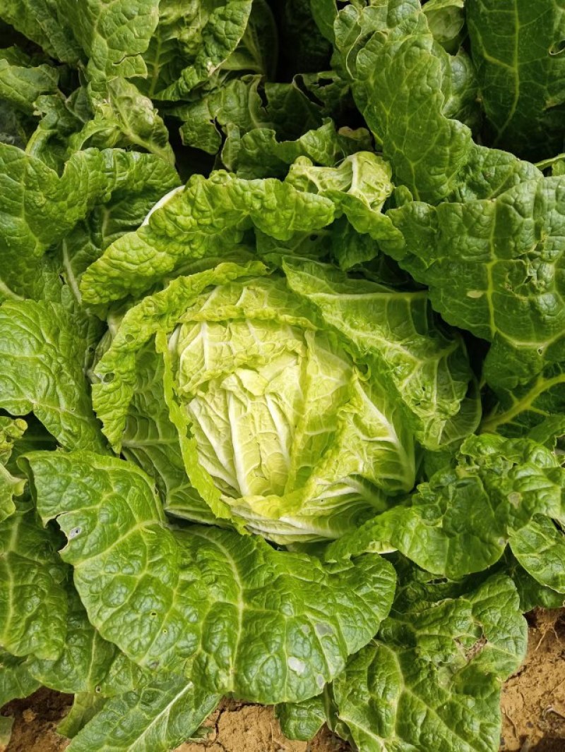 大凉山盐源大白菜