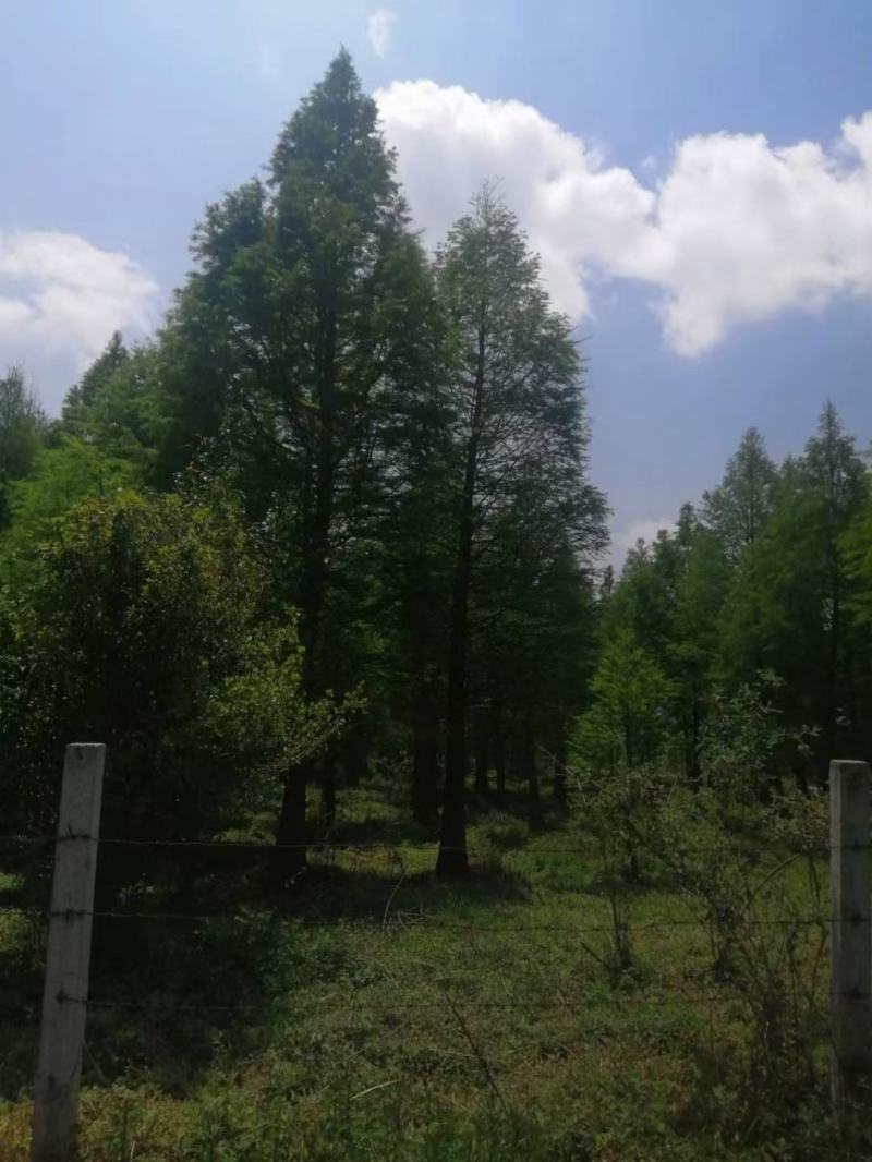 精品水杉基地直供，各种规格要求都有