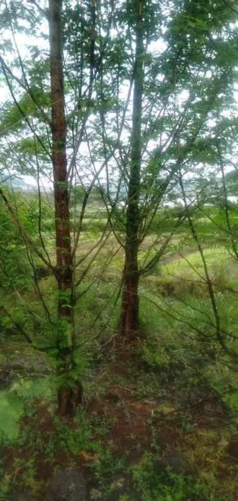 精品水杉基地直供，各种规格要求都有