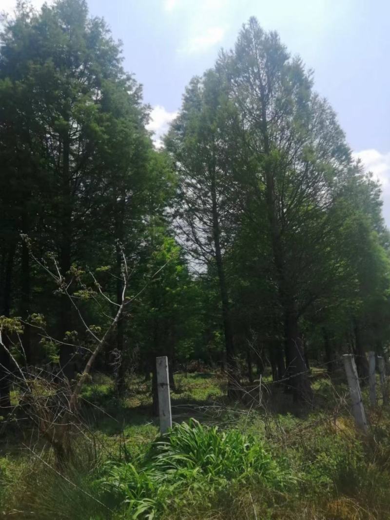 精品水杉基地直供，各种规格要求都有