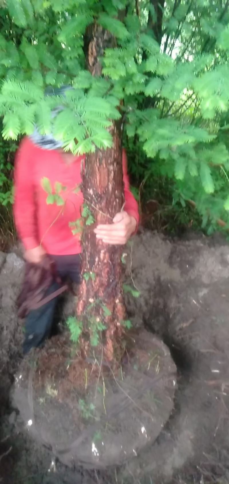 精品水杉基地直供，各种规格要求都有
