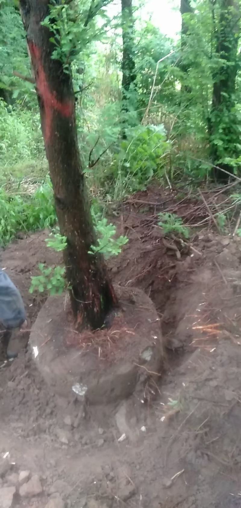 精品水杉基地直供，各种规格要求都有