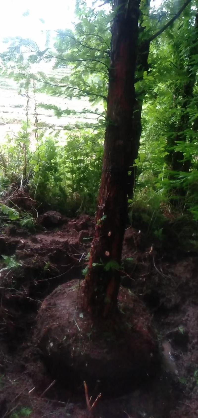 精品水杉基地直供，各种规格要求都有