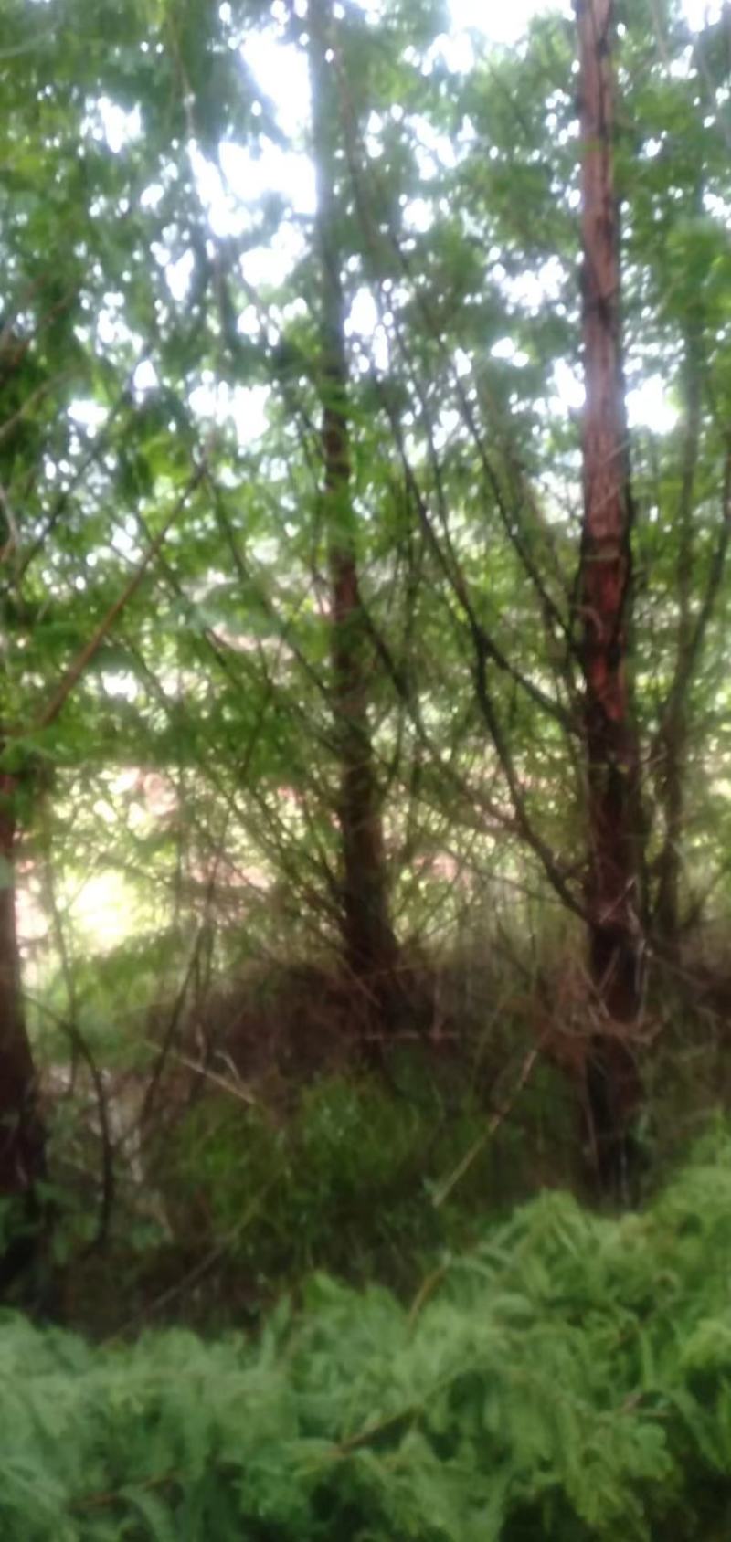 精品水杉基地直供，各种规格要求都有