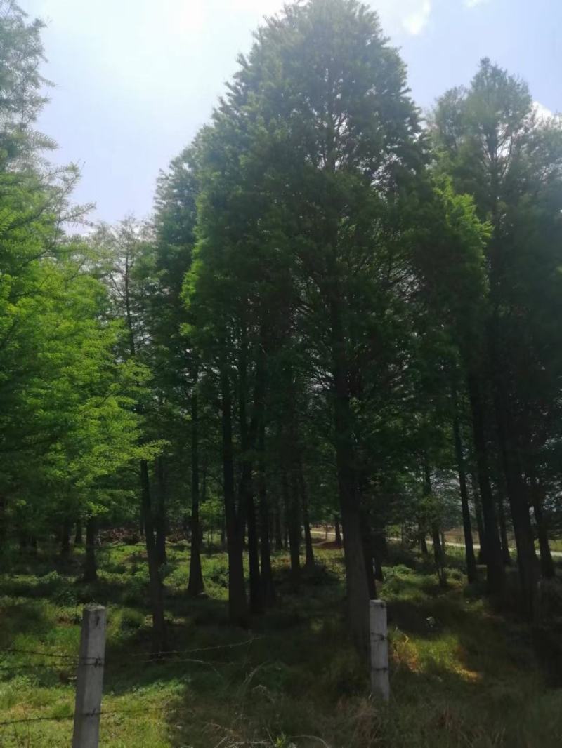 精品水杉基地直供，各种规格要求都有