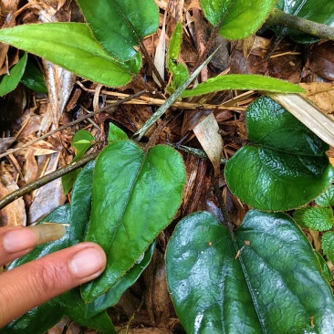 兔耳风