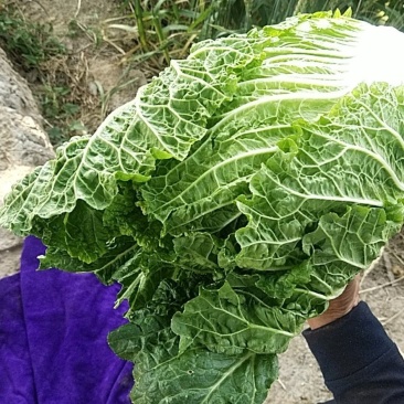 新产地白菜