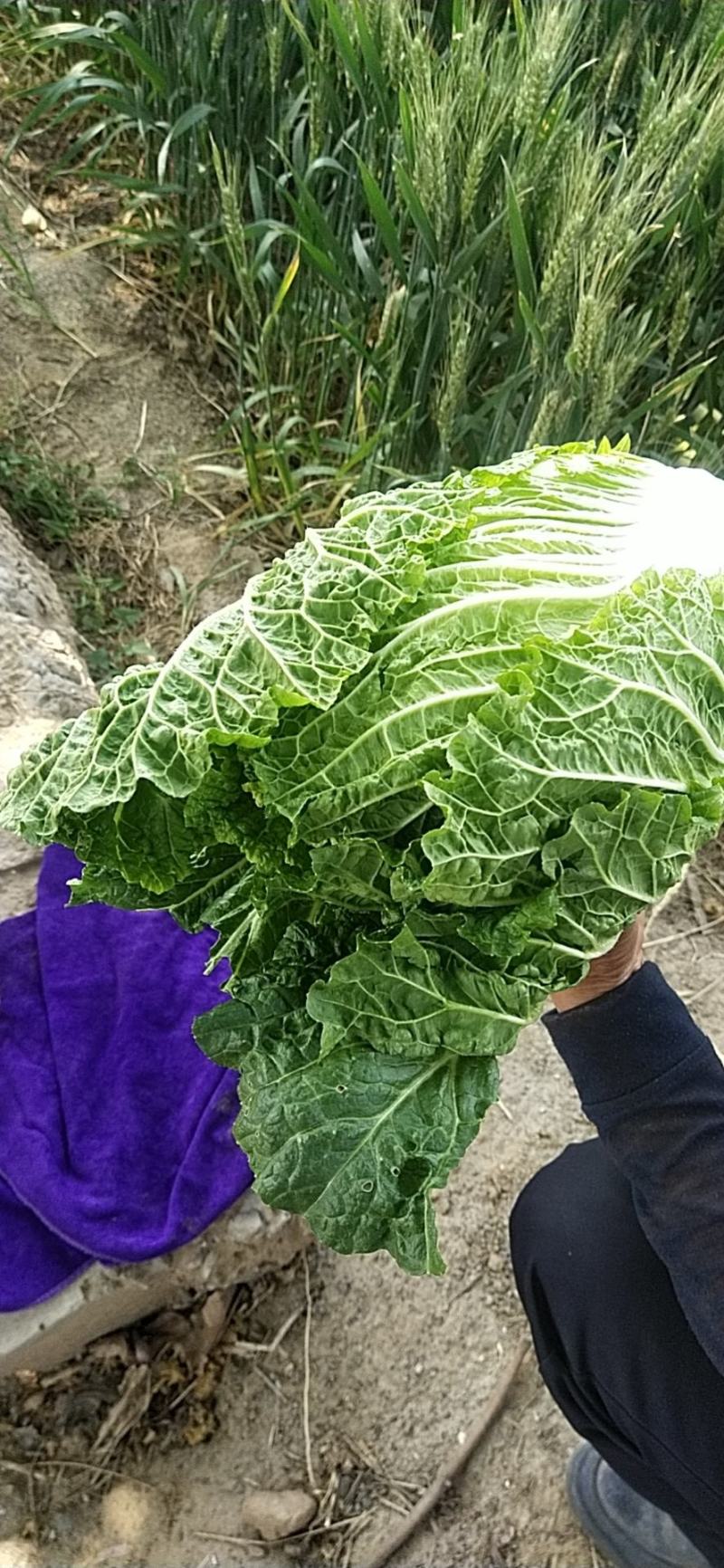 新产地白菜