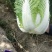 新产地白菜