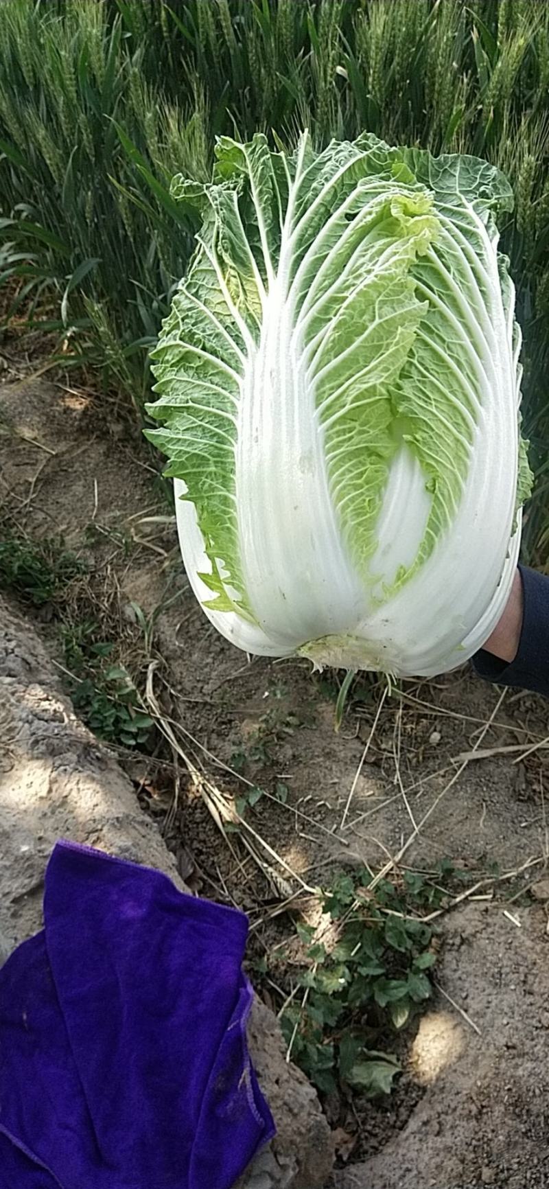 新产地白菜