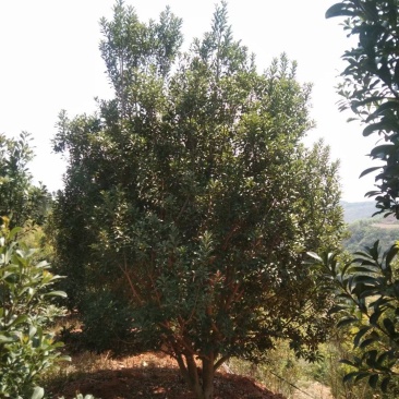 精品断根杨梅树基地直供，数量，规格，款式多，需要来电详谈