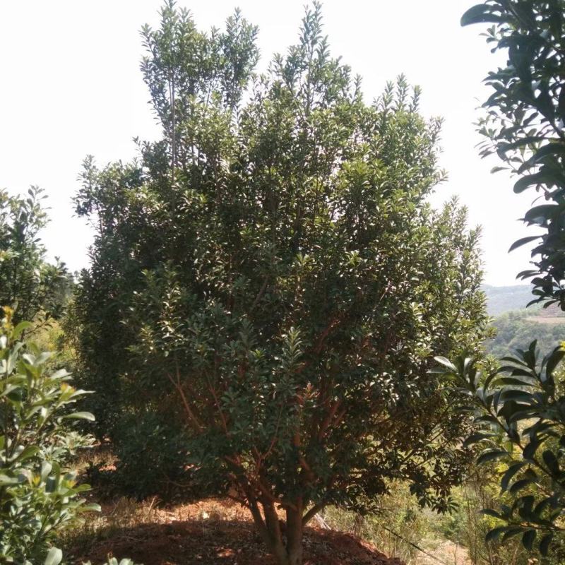 精品断根杨梅树基地直供，数量，规格，款式多，需要来电详谈