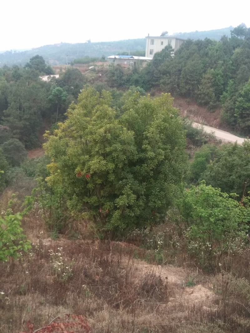 精品断根杨梅树基地直供，数量，规格，款式多，需要来电详谈