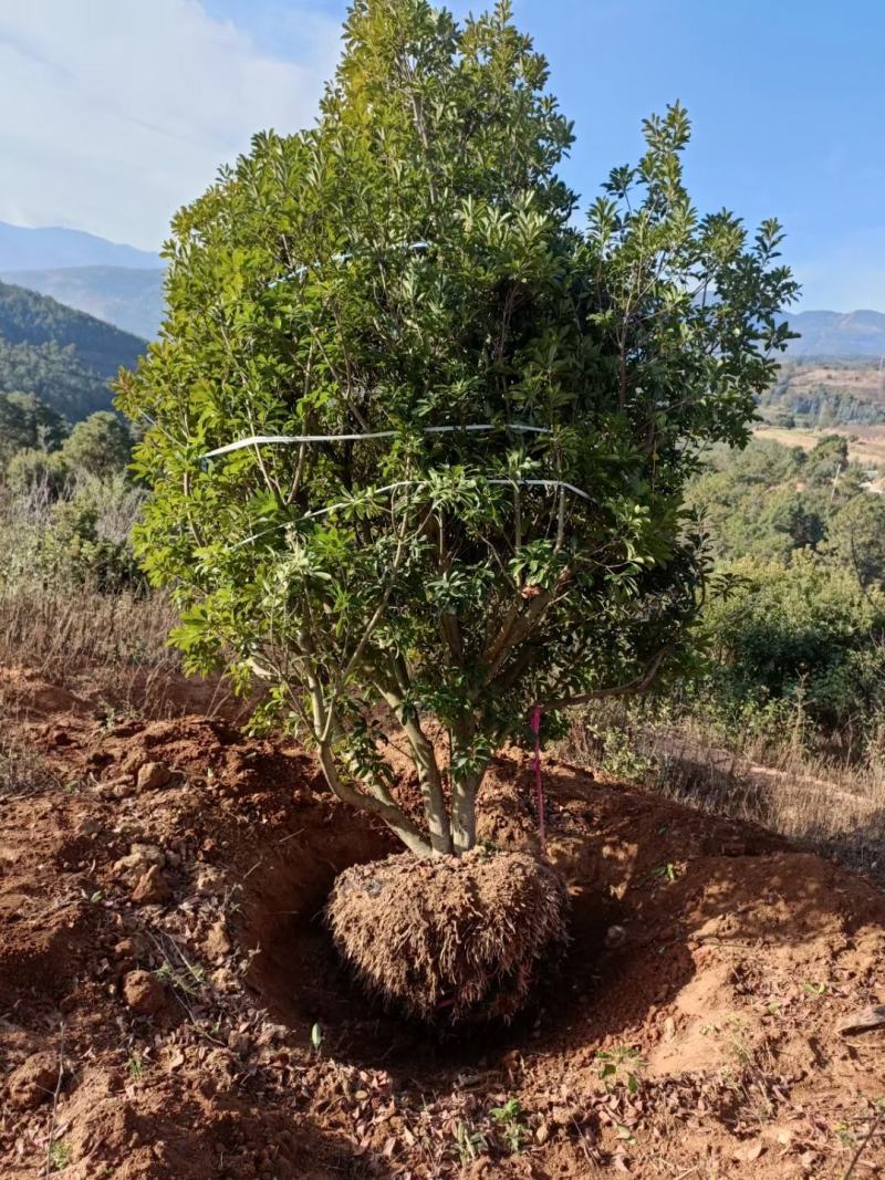 精品断根杨梅树基地直供，数量，规格，款式多，需要来电详谈