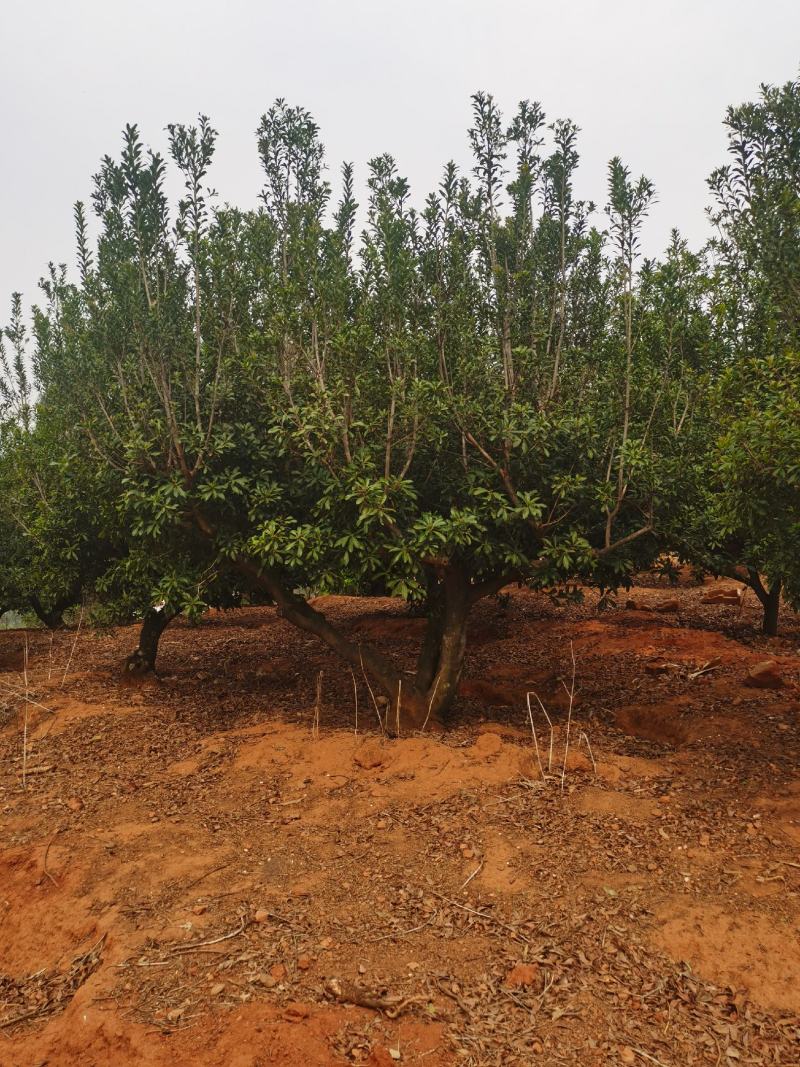 精品断根杨梅树基地直供，数量，规格，款式多，需要来电详谈