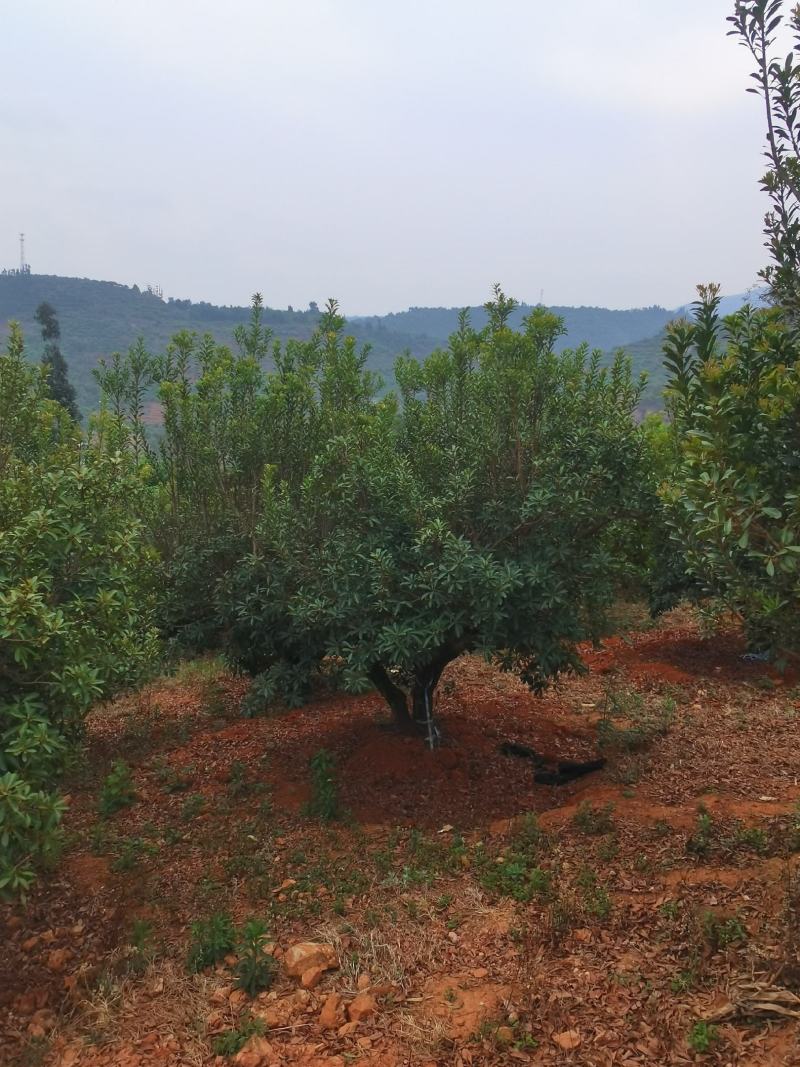 精品断根杨梅树基地直供，数量，规格，款式多，需要来电详谈