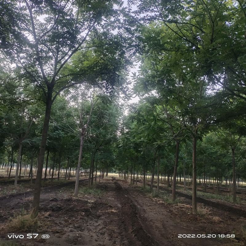 栾树，北栾，北京栾，截头发冒3年以上，冠幅饱满。