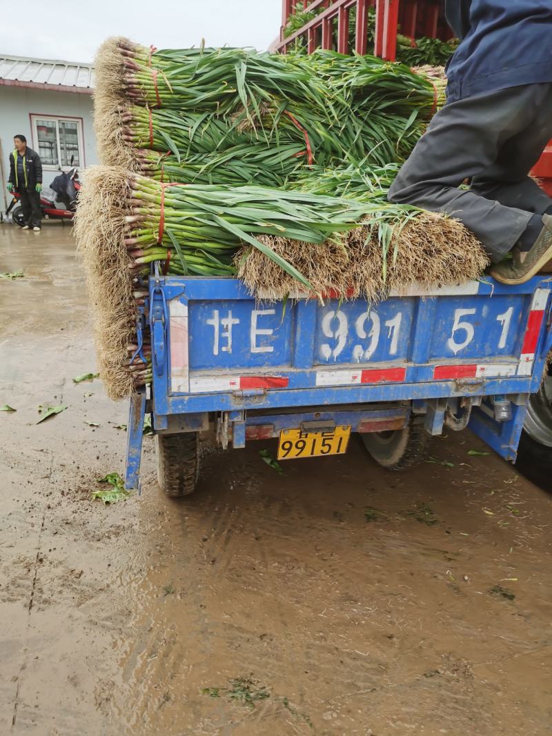 甘肃武山精品红根蒜苗已大量上市，一手货源，产地直发