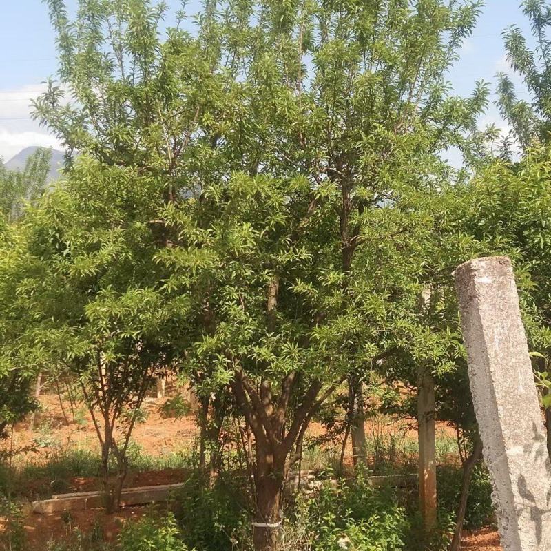 精品断根李子树，基地直供