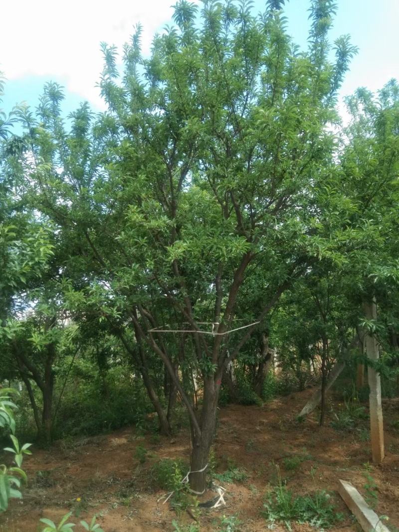 精品断根李子树，基地直供