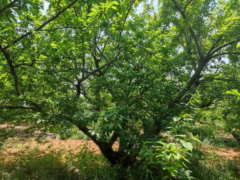精品断根李子树，基地直供
