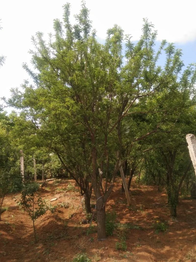 精品断根李子树，基地直供