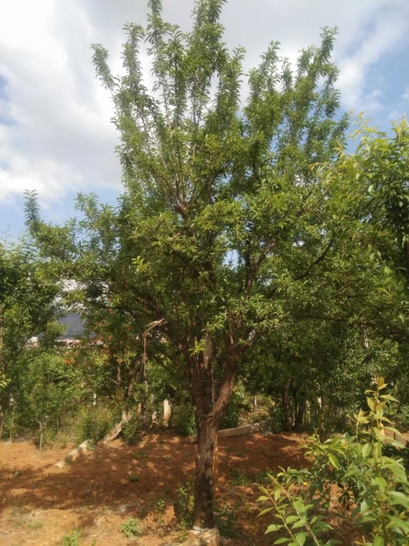精品断根李子树，基地直供