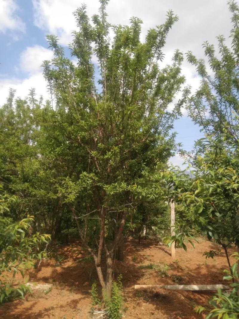 精品断根李子树，基地直供