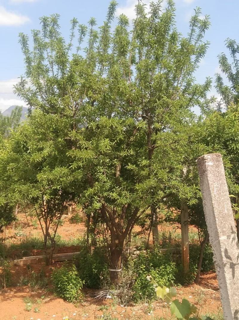 精品断根李子树，基地直供