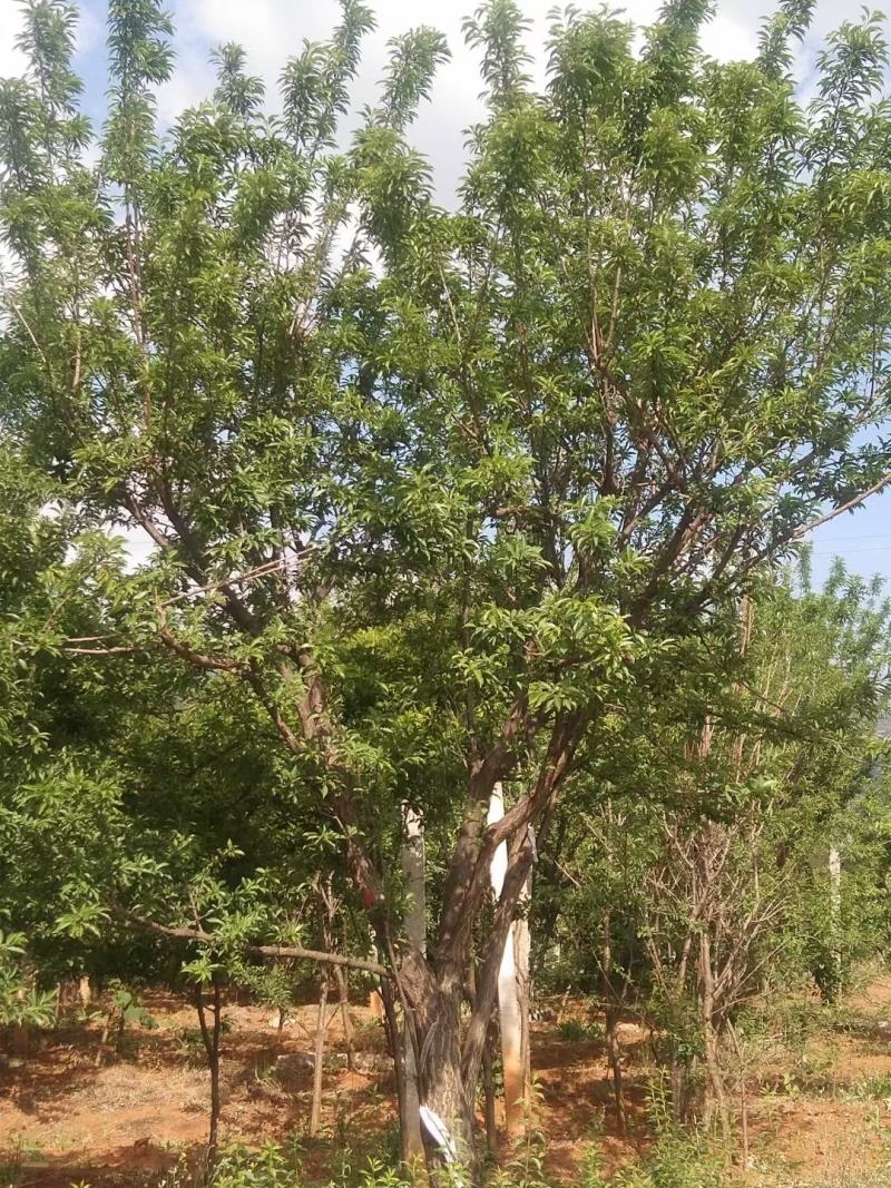 精品断根李子树，基地直供