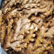 老姜，广西柳州瑶山香辣火姜