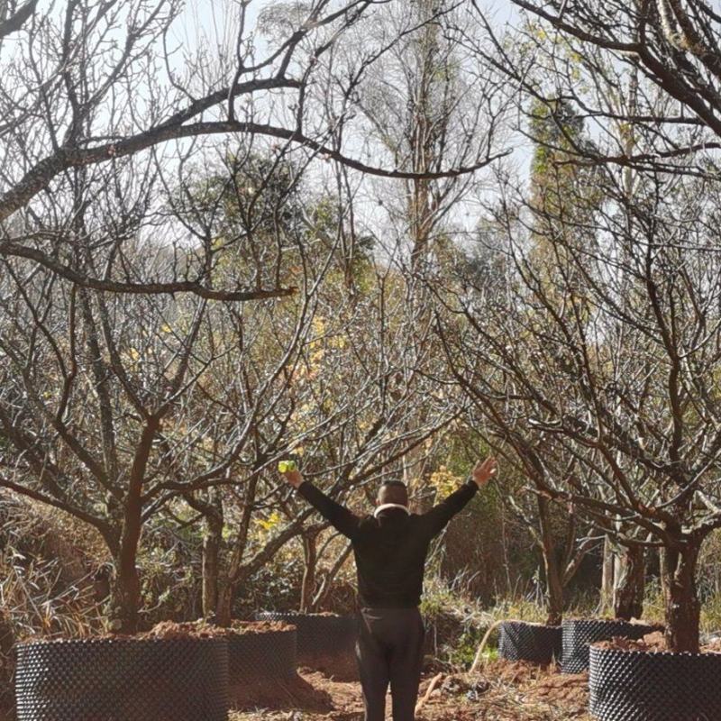 精品山杏树，基地直供