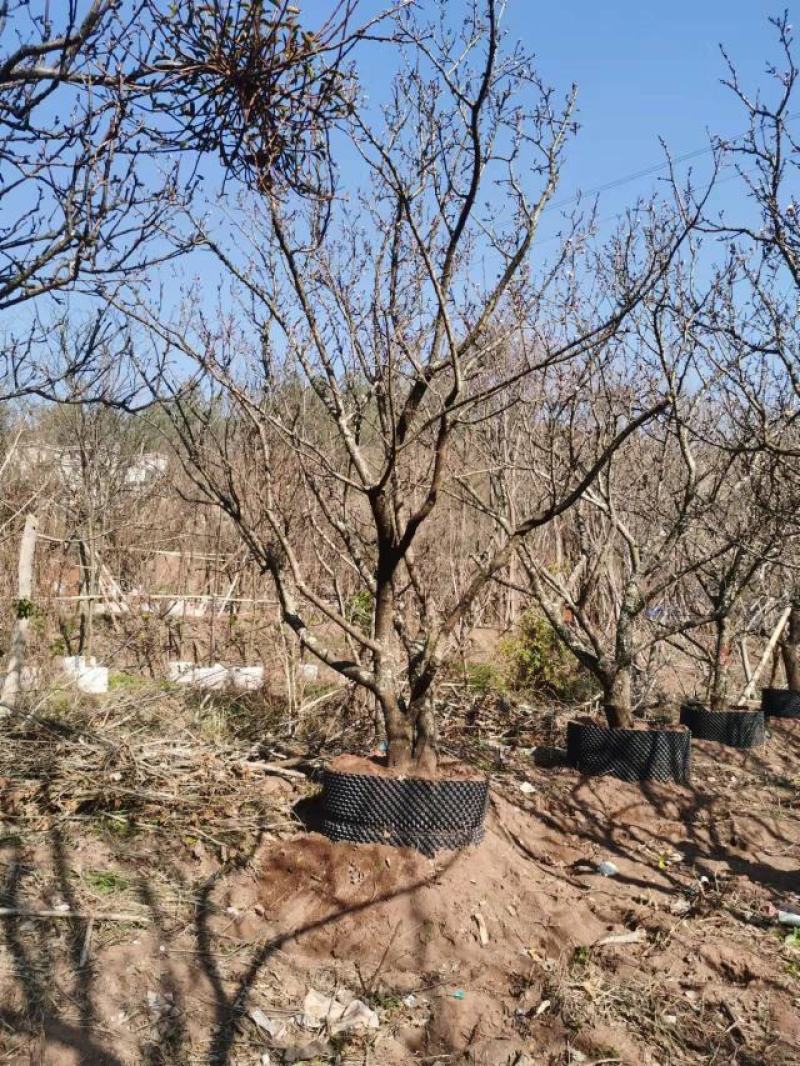 精品山杏树，基地直供
