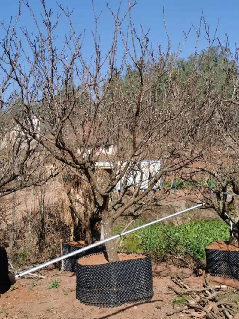 精品山杏树，基地直供