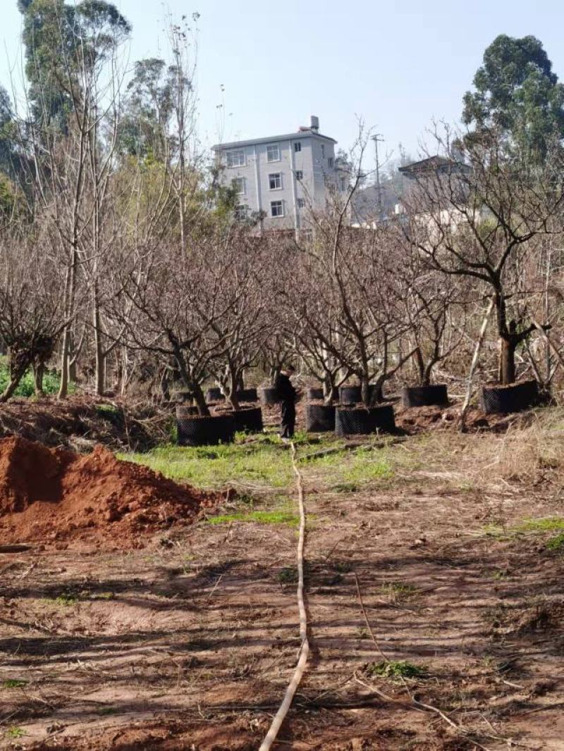 精品山杏树，基地直供