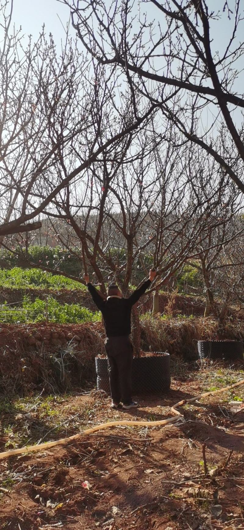 精品山杏树，基地直供
