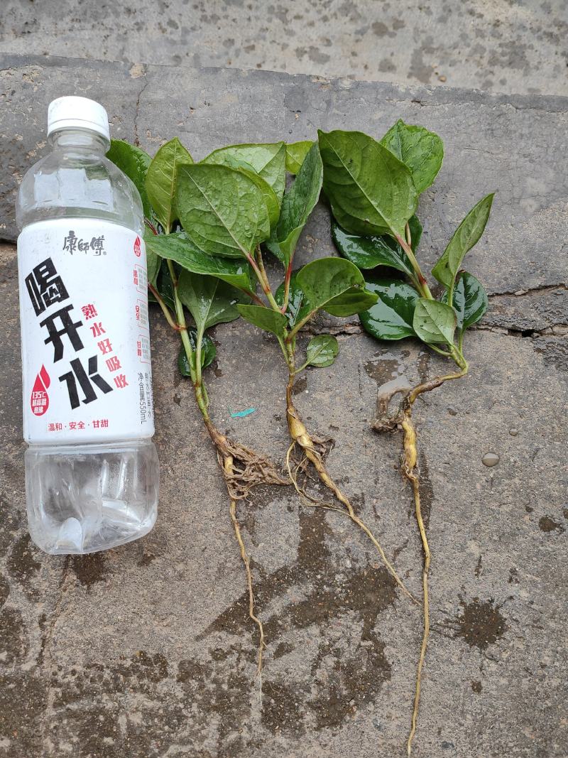 虎杖苗，基地直供，高产训化苗保成活率，免费提供种植技术