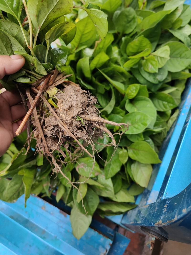 虎杖苗，基地直供，高产训化苗保成活率，免费提供种植技术