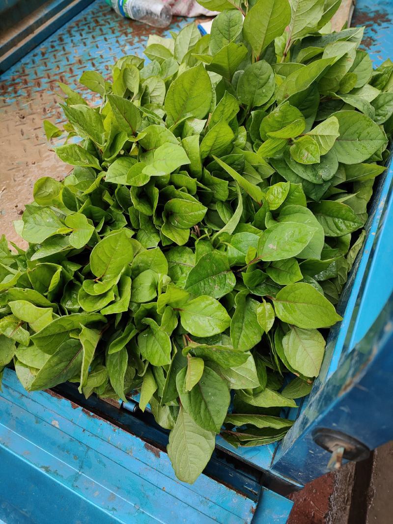 虎杖苗，基地直供，高产训化苗保成活率，免费提供种植技术