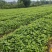 虎杖苗，基地直供，高产训化苗保成活率，免费提供种植技术