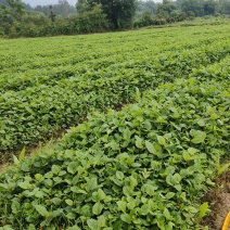 虎杖苗，基地直供，高产训化苗保成活率，免费提供种植技术