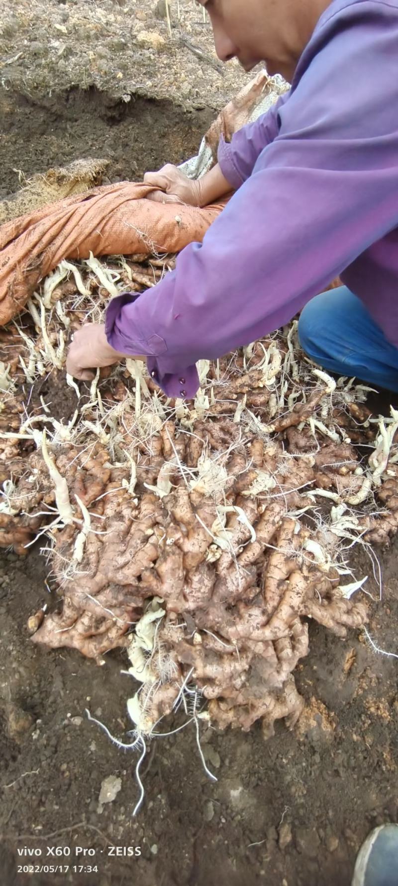 老姜广西柳州地区瑶山香辣火姜，大量有货，对接全国市场电商