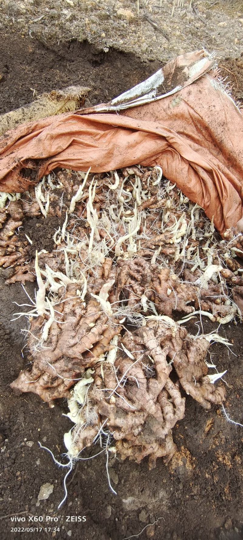 老姜广西柳州地区瑶山香辣火姜，大量有货，对接全国市场电商